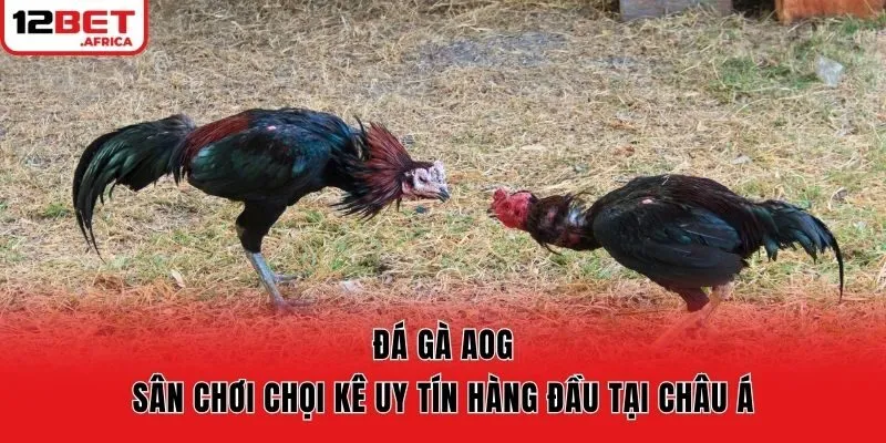 Đá Gà AOG – Sân Chơi Chọi Kê Uy Tín Hàng Đầu Tại Châu Á